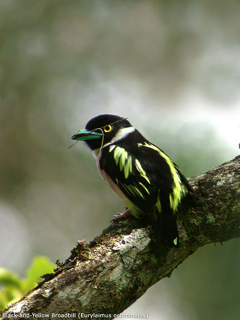Black-and-Yellow Broadbill (Eurylaimus ochromalus)