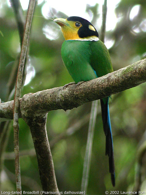 Long-tailed Broadbill (Psarisomus dalhousiae)