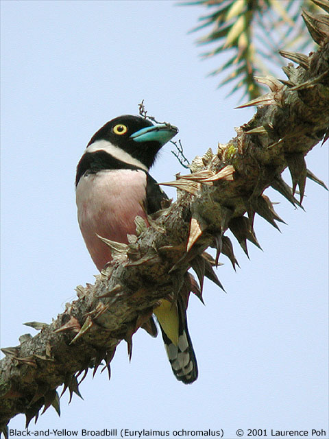 Black-and-Yellow Broadbill (Eurylaimus ochromalus)