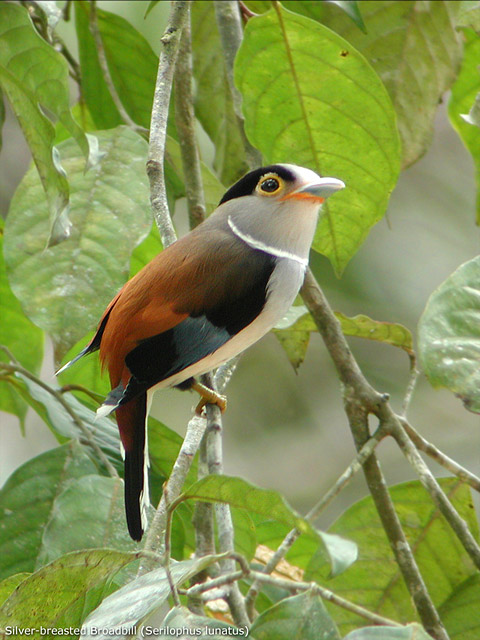 Silver-breasted Broadbill (Serilophus lunatus)
