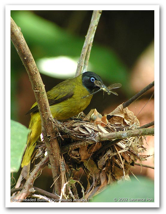 Black-headed Bulbul (Pycnonotus atriceps)