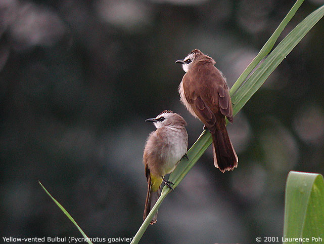 Yellow-vented Bulbul (Pycnonotus goiavier)