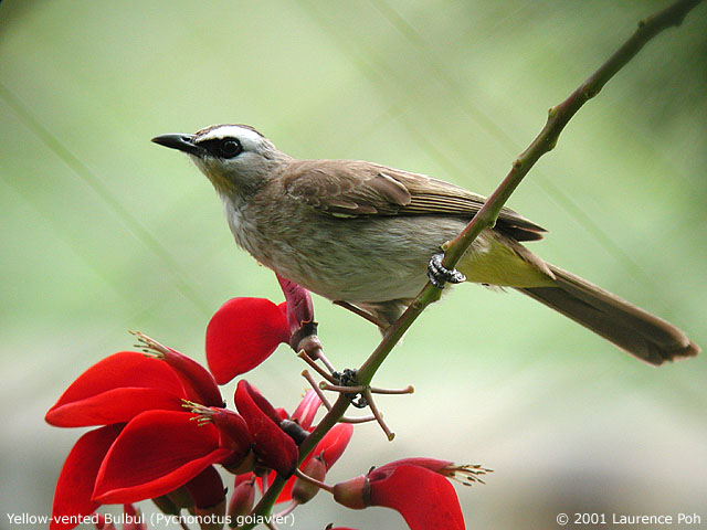 Yellow-vented Bulbul (Pycnonotus goiavier)
