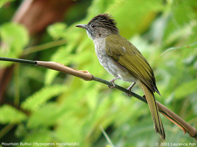 Mountain Bulbul (Hypsipetes mcclellandii)