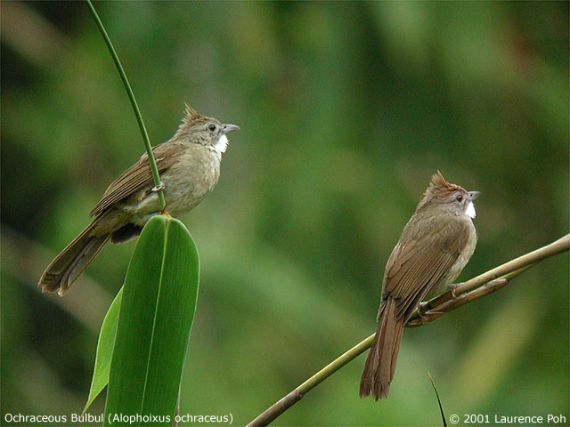 Ochraceous Bulbul (Alophoixus ochraceus)