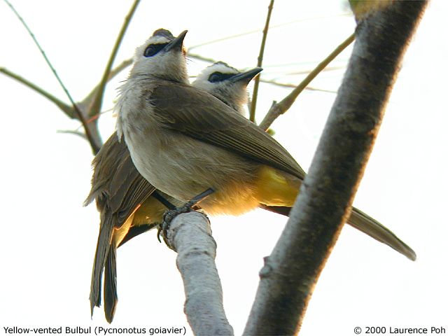 Yellow-vented Bulbul (Pycnonotus goiavier)