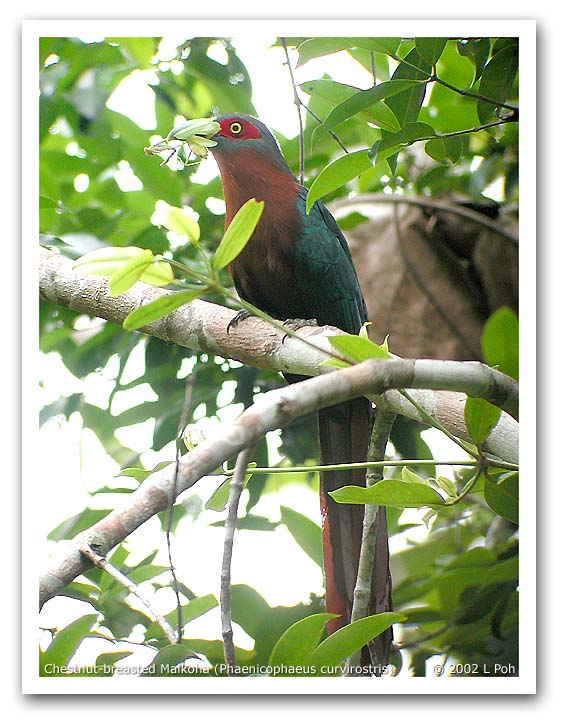 Chestnut-breasted Malkoha (Phaenicophaeus curvirostris)