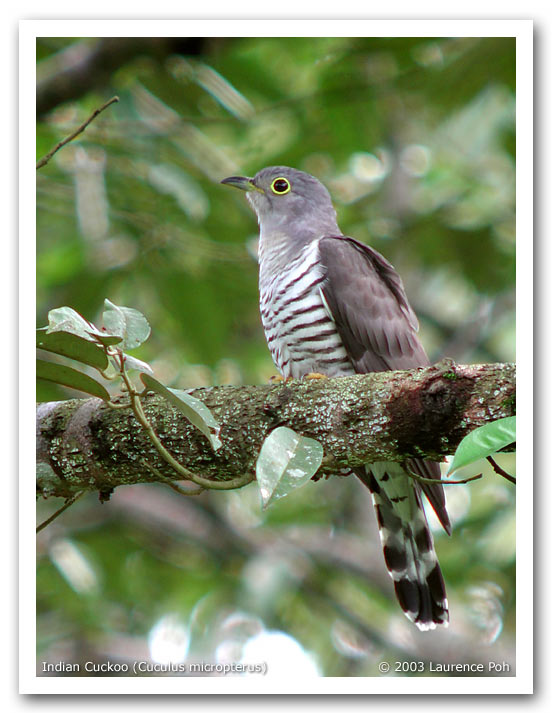 Indian Cuckoo (Cuculus micropterus)