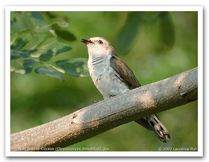 Malayan Bronze Cuckoo (Chrysococcyx minutillus)
