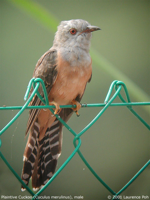 Plaintive Cuckoo (Cuculus merulinus), male