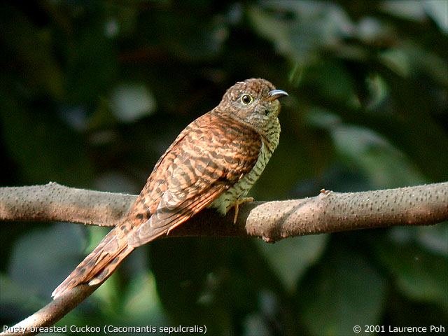 Rusty-breasted Cuckoo (Cuculus sepulcralis)