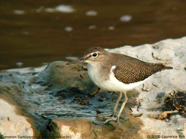 Common Sandpiper (Actitis hypoleucos)