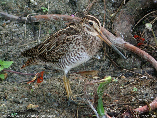 Common Snipe (Gallinago gallinago)