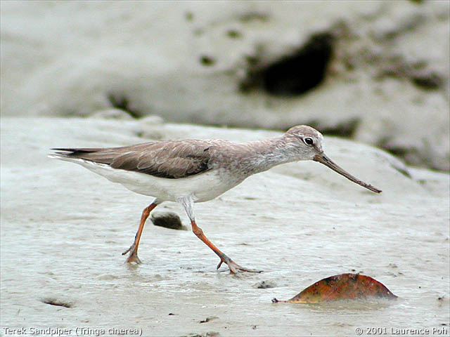 Terek Sandpiper (Xenus cinereus)