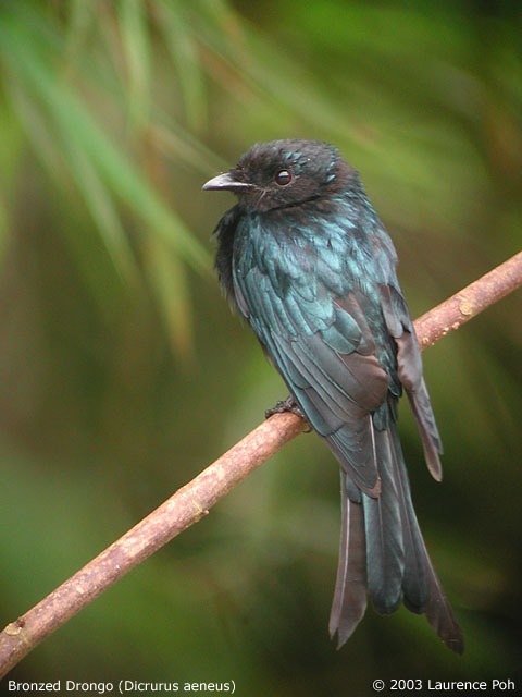 Bronzed Drongo (Dicrurus aeneus)