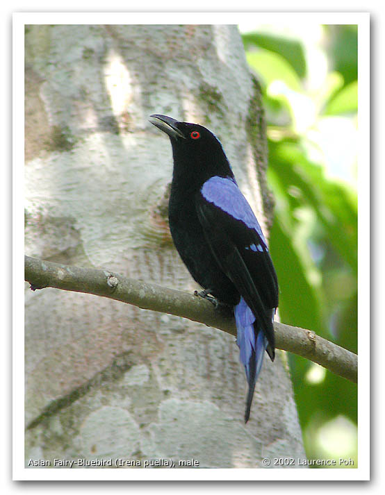 Asian Fairy-Bluebird (Irena puella), male