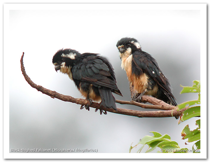 Black-thighed Falconet (Microhierax fringillarius)