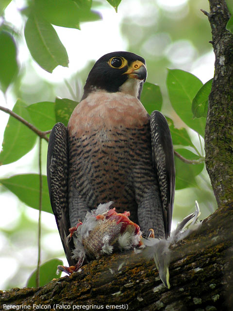 Peregrine-Falcon-3320