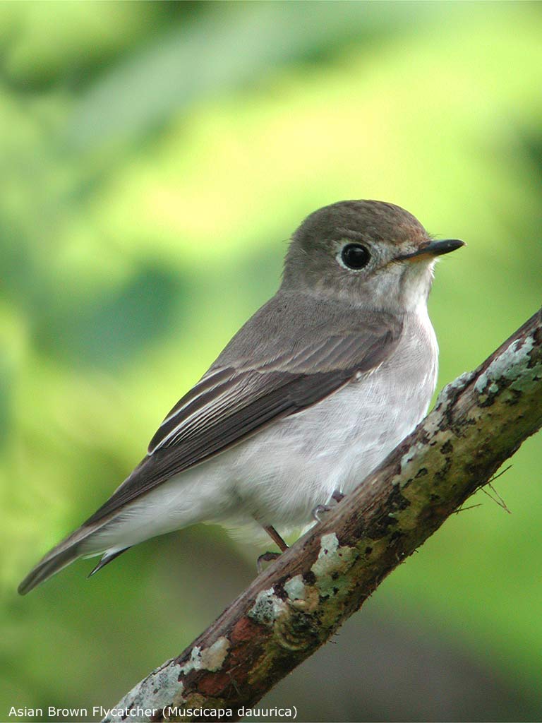 Asian Brown Flycatcher (Muscicapa dauurica)