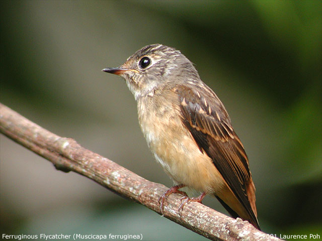 Ferruginous Flycatcher (Muscicapa ferruginea)