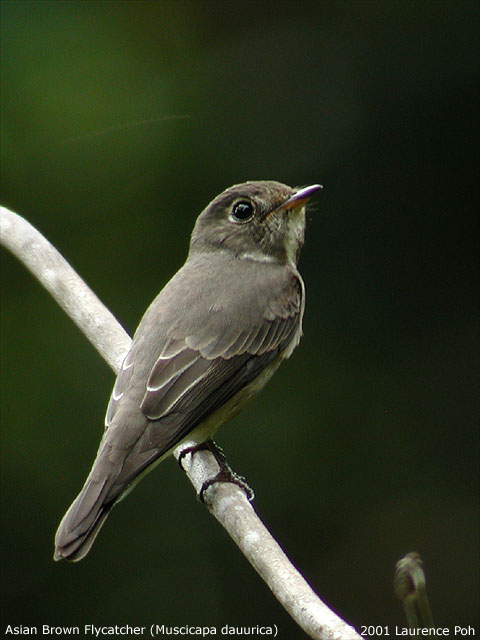 Asian Brown Flycatcher (Muscicapa dauurica)