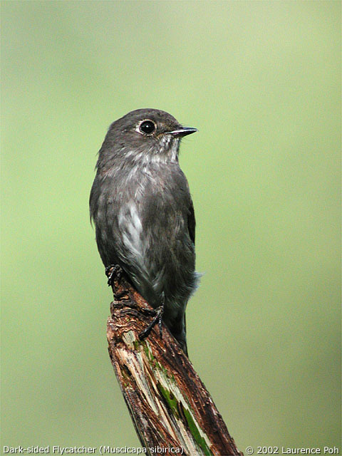 Dark-sided Flycatcher (Muscicapa sibirica)