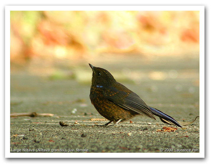 Large Niltava (Niltava grandis), female