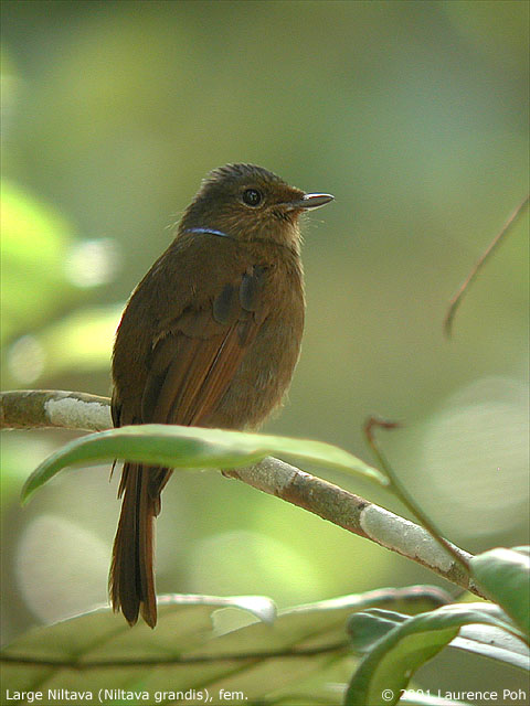 Large Niltava (Niltava grandis), female