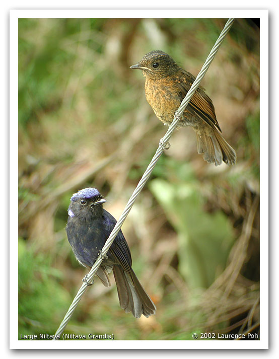 Large Niltava (Niltava grandis), male & Juvenile