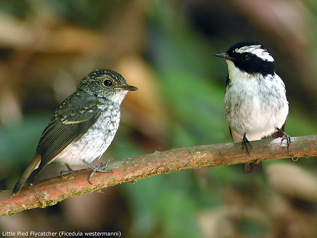 Little Pied Flycatcher (Ficedula westermanni)
