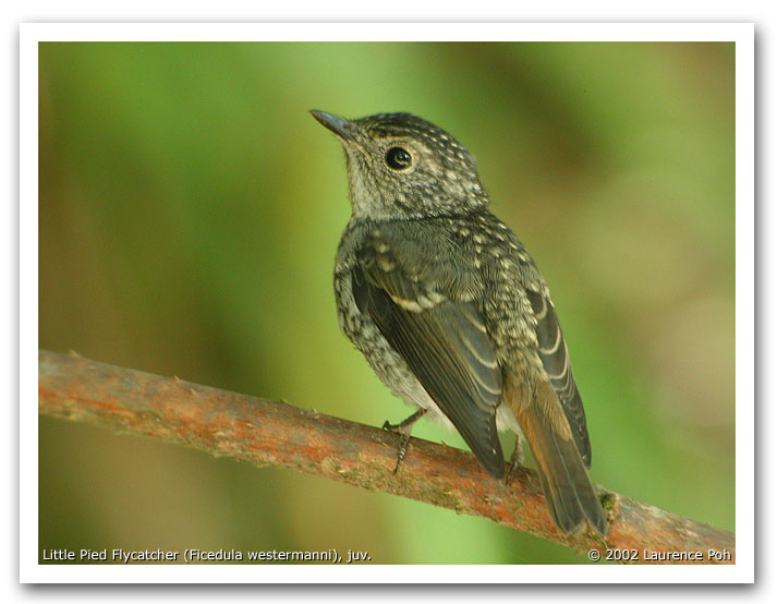 Little Pied Flycatcher (Ficedula westermanni), juvenile
