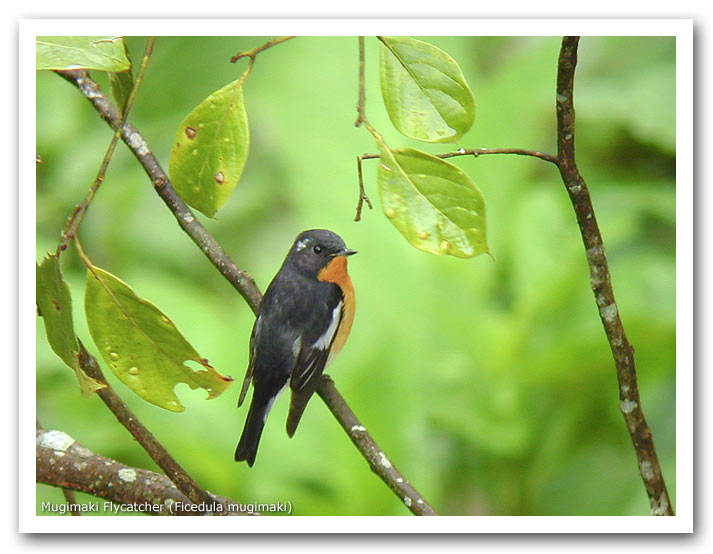 Mugimaki Flycatcher (Ficedula mugimaki)