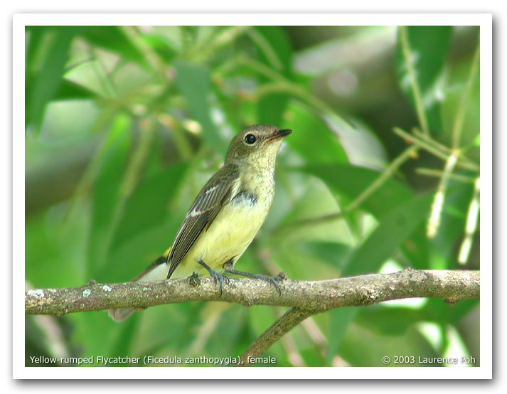 Yellow-rumped Flycatcher (Ficedula zanthopygia), female