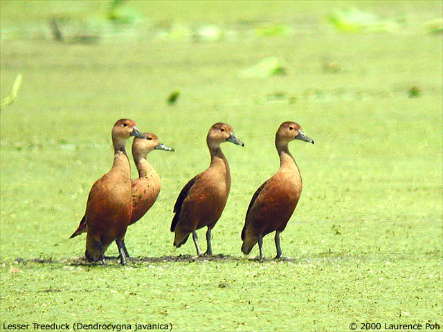 Lesser Treeduck (Dendrocygna javanica)