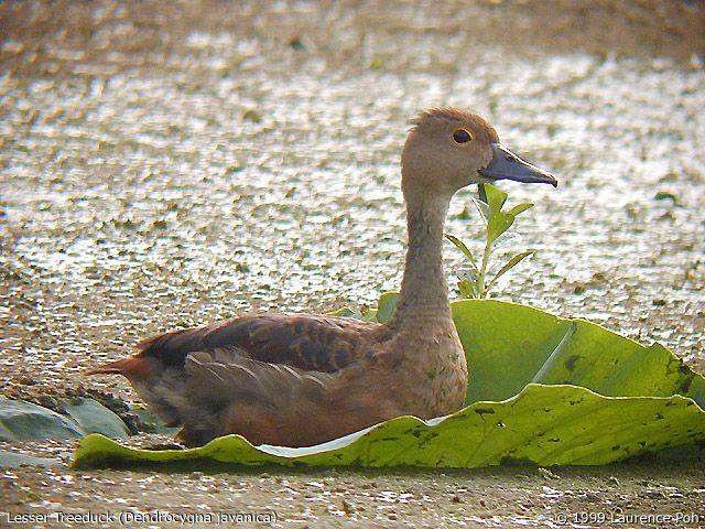 Lesser Treeduck (Dendrocygna javanica)