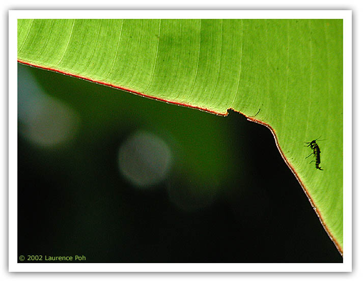 Banana Leaf 31023