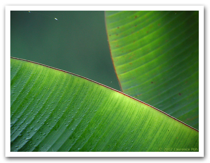 Banana Leaves 31031