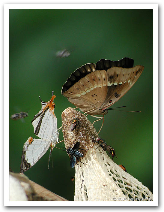 Butterflies Fungi