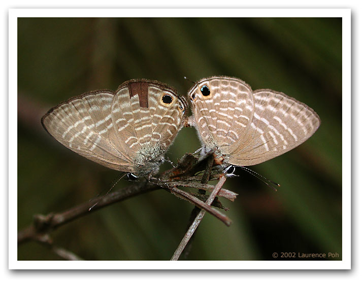 Butterflies in Love 2 30359