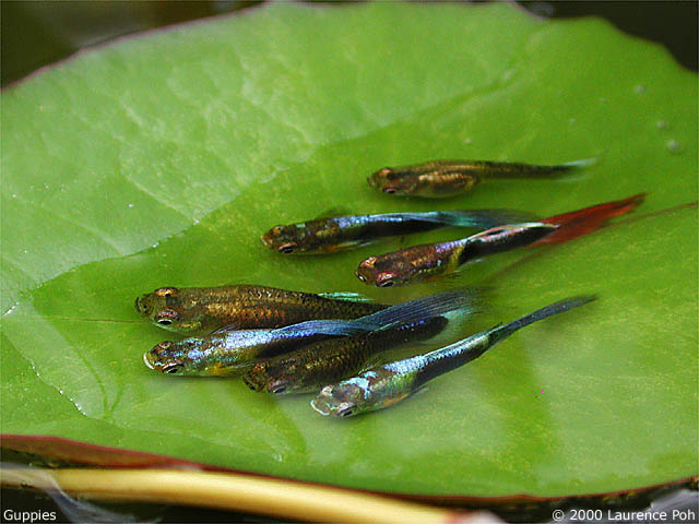 Guppies<br>
macro