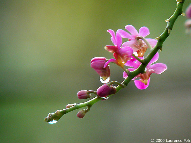 Orchid<br>
Digiscoped Nikon 990 + Leica scope