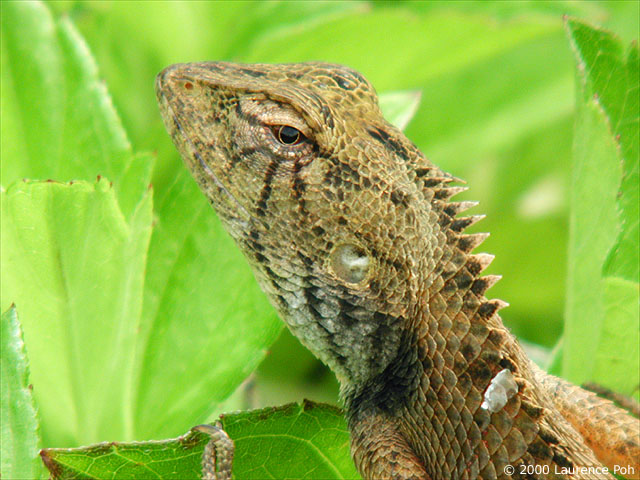 Lizard<br>
Digiscoped Nikon 990 + Leica scope