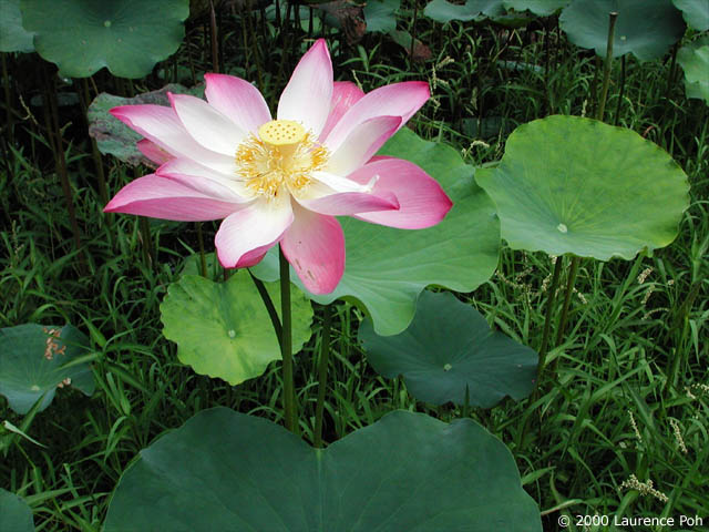 Lotus Flower<br>
Digiscoped Nikon 990 + Leica scope