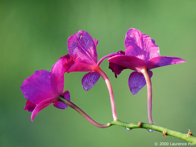 Orchid<br>
Digiscoped Nikon 990 + Leica scope