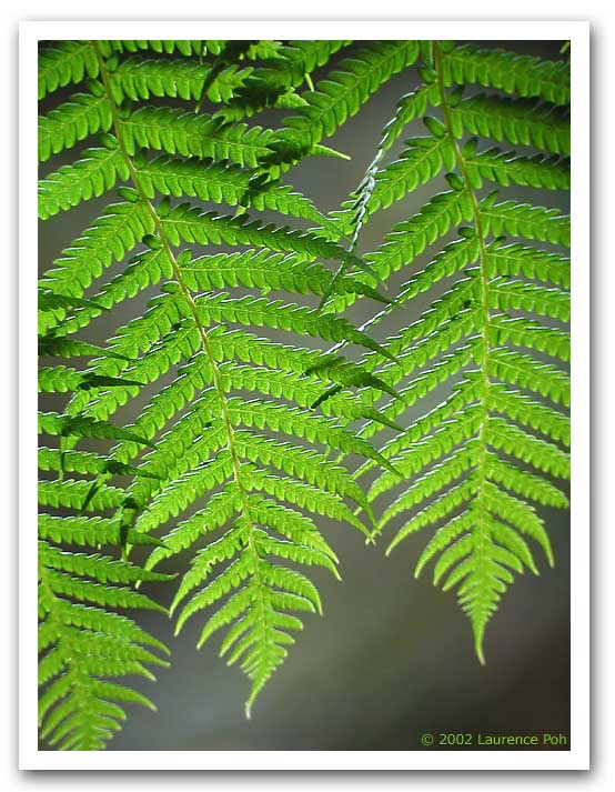 Fern Leaves 31006