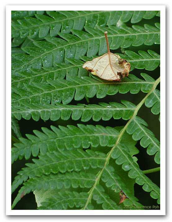 Leaf upon leaf 31045