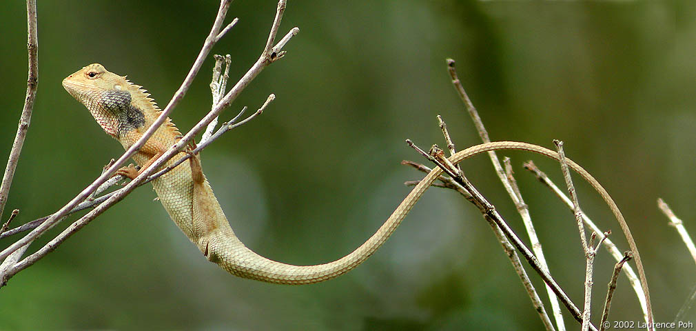 Long Lizard copy