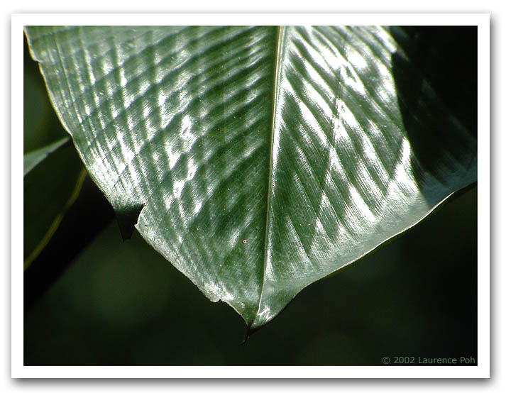 Metallic leaf 31072