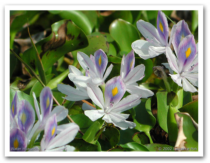 Water Hyacinth