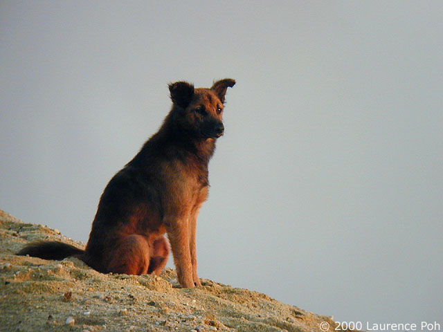 Dog in Morning Glow<br>
Digiscoped Nikon 990 + Leica scope